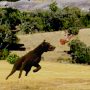 Chasse mineure avec chien icon