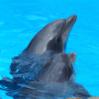 Dauphins - Son pour se détendre icon