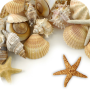 Coquilles de mer Live Wallpaper icon