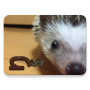 Mystère à résoudre · jeu déchappement Riddle ne peut pas échapper!? icon