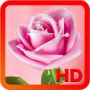 Fonds décran Roses icon