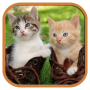 Funny Cats Tile Puzzle