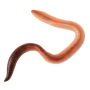 Worm simulator