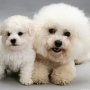 Bichon Frise Dogs Jigsaw