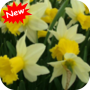Jonquilles icon