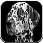 Dog Games Free For Kids: Barks