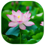 Лотос Live Wallpaper icon