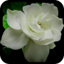 Fleurs Vidéo Live Wallpaper icon