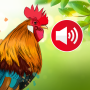 de sons de pássaros Gato virtual vida de cuidados com animais de estimação Bounce and pop - Puff Balloon 3Patti Huge Win Jogos de carros dirigem estacionamento Digital Rap Rhythm Corruption Rhythm Night Battle HD Mod Jewel Opera: Match 3 Game Calculator L icon