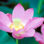 Лотос Live Wallpaper icon