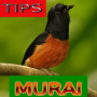 Dicas para cuidar de Murai Batu icon