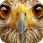Animais Sound Box PRO icon