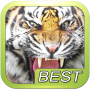 Som do rugido do tigre icon