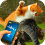 Tease Cat Lutte contre la provocation icon
