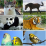 Sons de animais icon