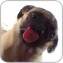 Cão Licker Live Wallpaper grátis icon