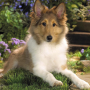 Collies Dog Jigsaw Puzzle