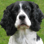 Springer Spaniels Jigsaw Puzzl