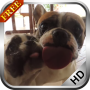 Vídeo de tela de lamber cão LWP icon