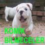 CONHECIMENTO DE SEGUIDOR KOMİK icon