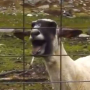 Ovelhas Gritantes icon