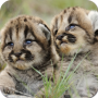 Papéis de Parede de Animais Bonitos icon